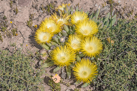 南非纳马夸兰地区一家二手植物乙型美洲印图片