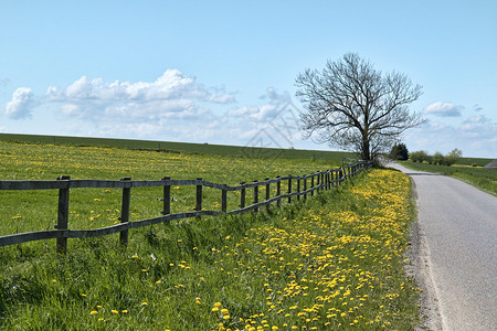 春天有蒲公英的乡间小路图片