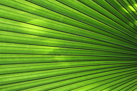 绿色棕榈叶的纹理图片
