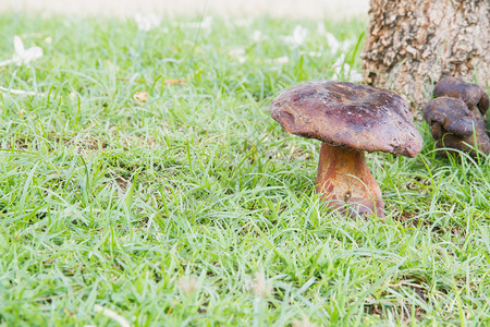 自然界中的牛肝菌蘑菇图片
