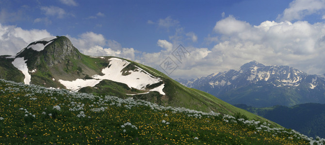高加索山脉的高山草甸草地上的白花在雪中的山图片