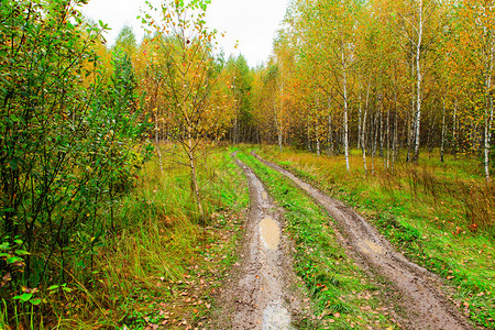 美丽的色彩多的秋天森林在阴图片