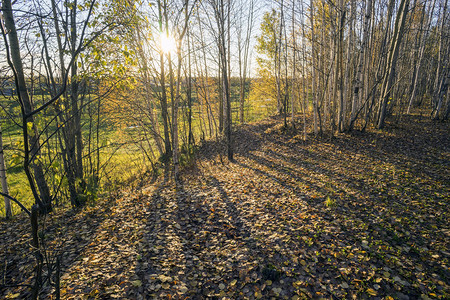 阳光穿过秋天森林里的树木图片
