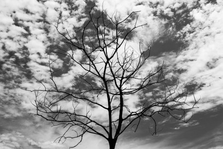 黑白背景中的干树和天空图片