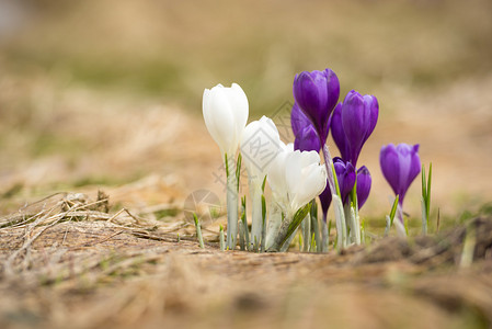 美丽盛开的白色和紫色春天的花朵图片