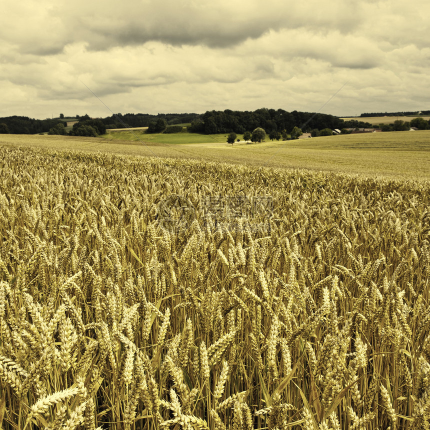 德国巴伐利亚的小麦和玉米田Retro图片