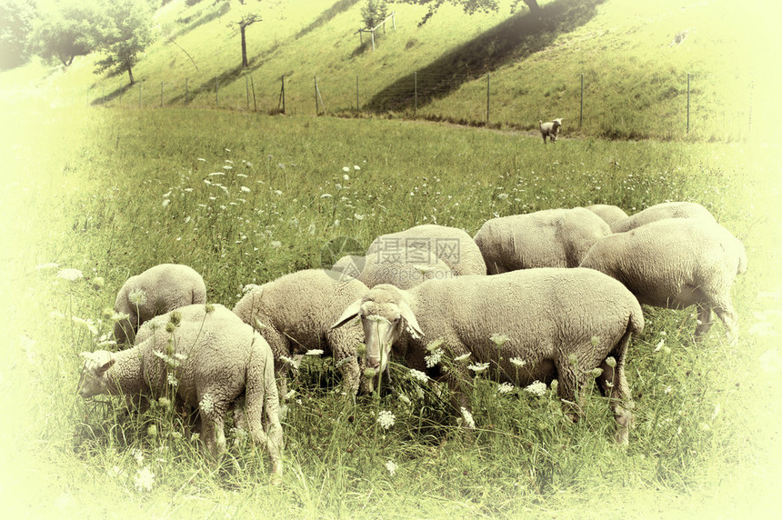 巴伐利亚阿尔卑斯山草地的牧羊Retro图片