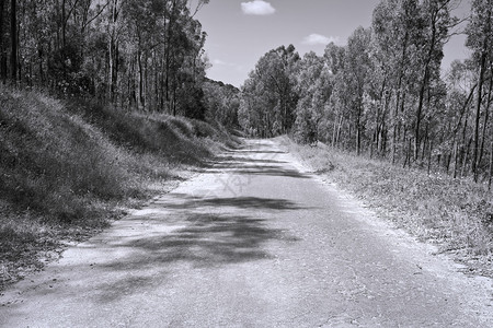 意大利的阿斯法特森林道路Retro图片