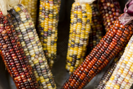 印度玉米干燥的装饰印度玉米用于秋季他背景图片