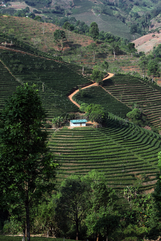 泰国北部清莱省清莱市北部湄萨隆村的茶园图片