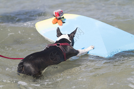 波士顿特瑞尔准备在加州EncinitasDogBeach冲浪图片