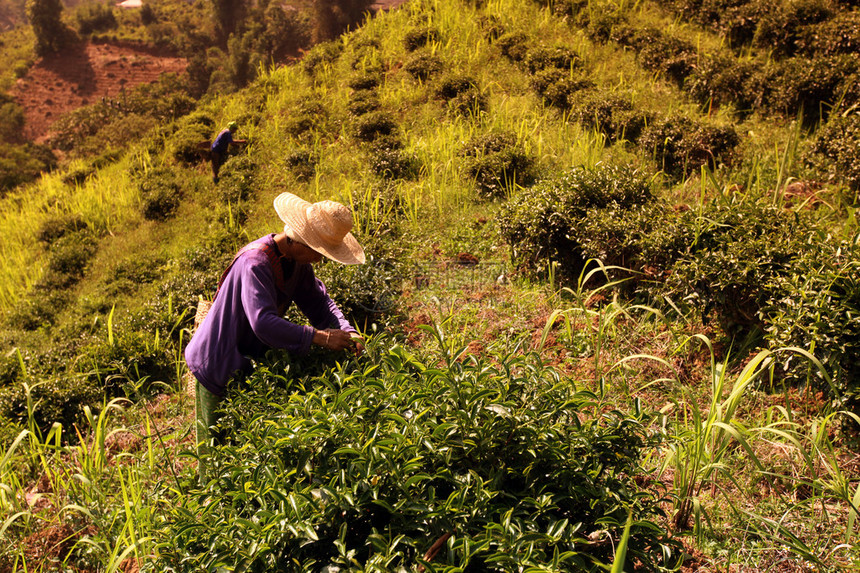 泰国北部清莱省清莱市以北的MaeSalong村茶园里的一位农民妇女图片