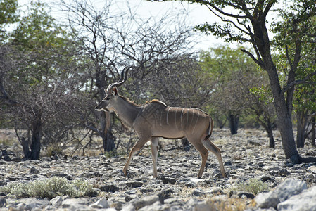 Kudu在纳米比亚Etosha图片