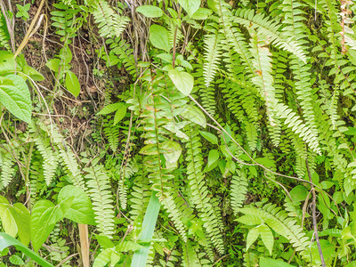 天然的热带绿色植物和热背景图片