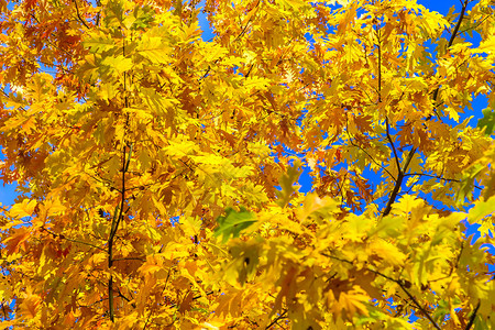 秋季阳光明媚的橡树枝条叶子鲜黄图片