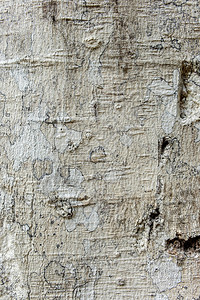 树皮纹理自然木材背景图片