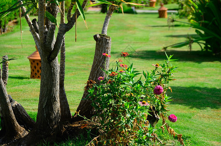 酒店综合体花园中的棕榈树和鲜花图片