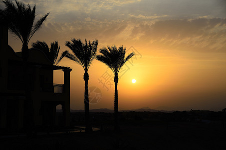 埃及日落时有棕榈树的酒店图片