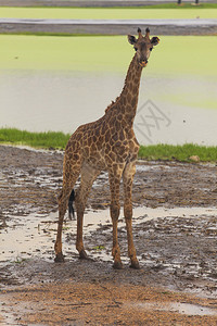 Giraffe非洲野生动物图片