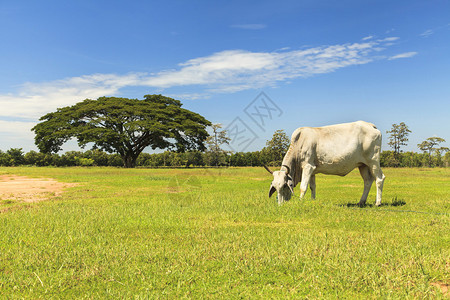 牛在蓝天牧场图片