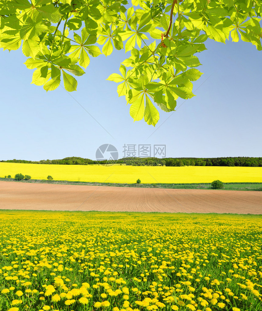 在草地和栗子树上布满花图片