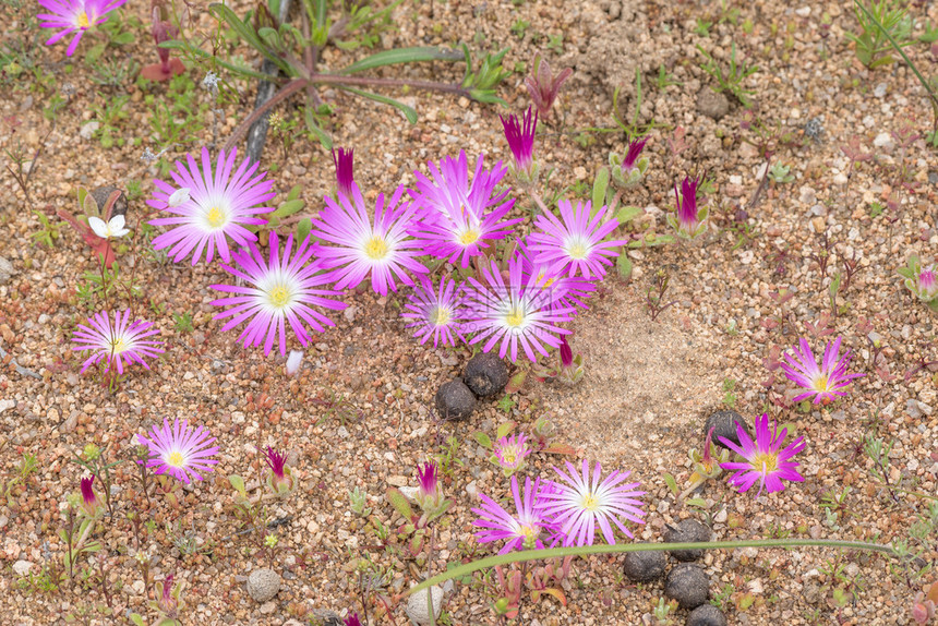 SandslaaiCleretumhestermalense前Dorometheanthusbelidiforfis的花朵之间有图片
