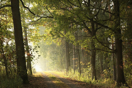 乡下公路穿过秋天森林图片