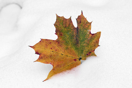 白雪中枫树的黄色秋叶图片