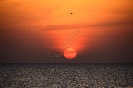 埃及鸟海边度假的日出图片