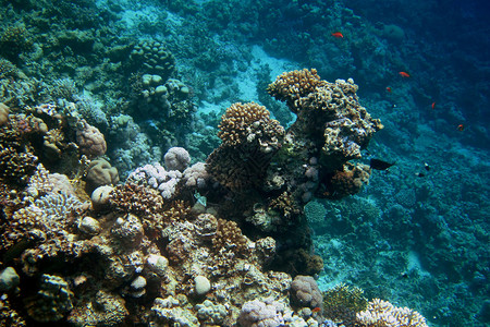 五颜六色的珊瑚和深水股票图片