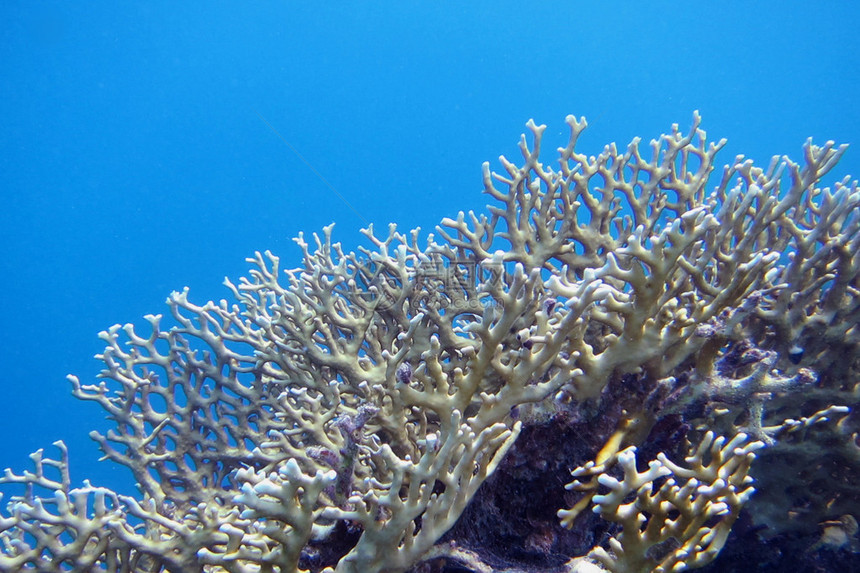 明亮的大珊瑚和蓝色的水图片