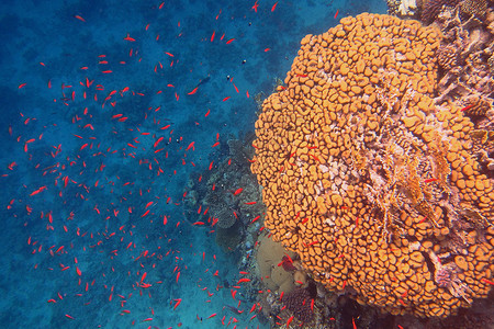 大脑珊瑚和许多小红鱼图片