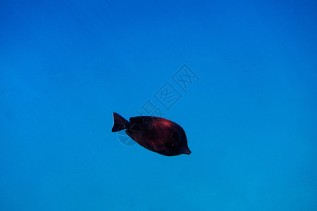 蔚蓝海水中的独鱼图片