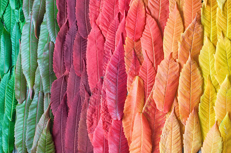 五颜六色的秋叶光谱照片图片