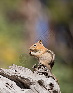 金毛地松鼠在原木上吃东西图片