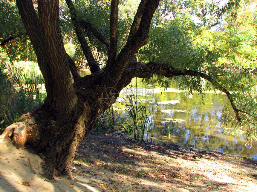 森林湖或有树木的池塘绿水和深水以图片