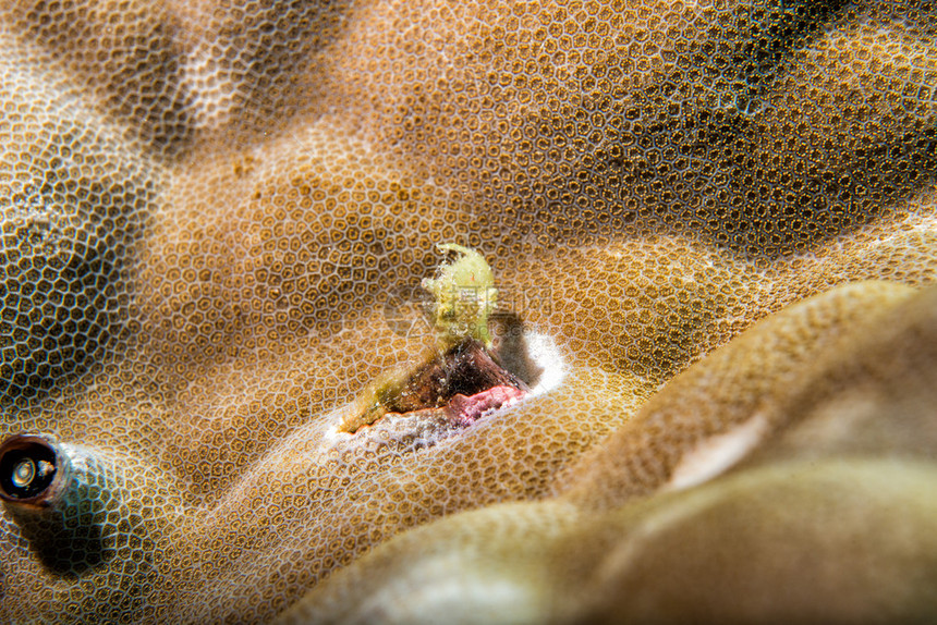 硬珊瑚上的极小黄蛙鱼图片