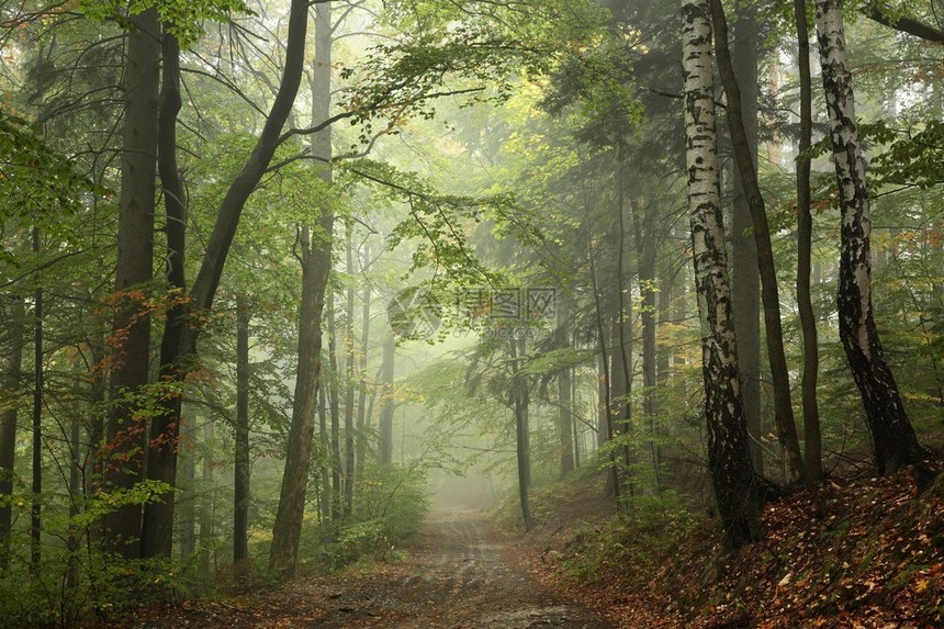 在有雾的天气里穿过山毛榉森林的小路图片