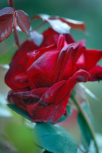 红玫瑰公园图片