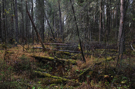 针叶林深处被风吹落的树木图片