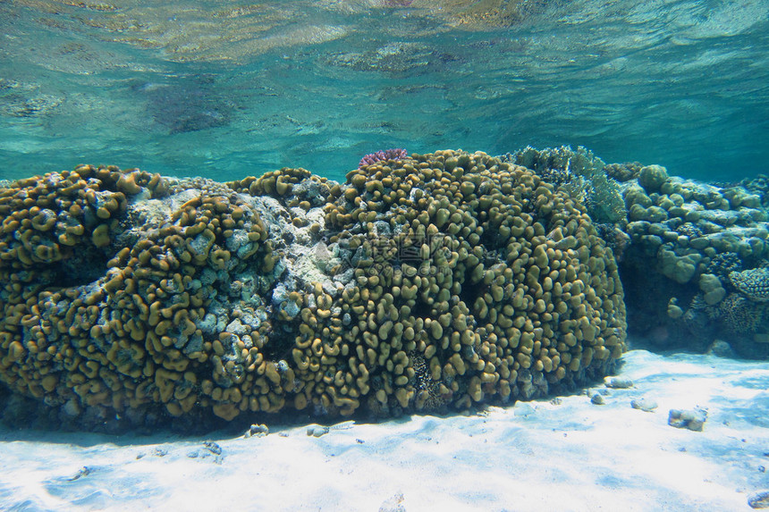 白色沙质海床上的彩色大珊瑚图片