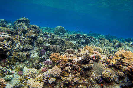 红海中大型多彩物种丰富的珊瑚礁图片