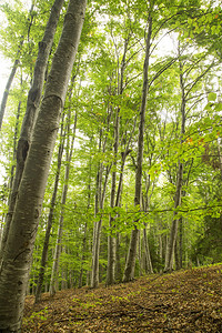 自然美丽的绿色山毛榉树森林图片