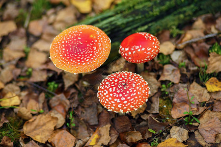 AmanitaMuscaria秋天森林中的三个红色有毒蘑菇图片