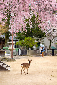 小鹿结缘神日本宫岛美景中的樱背景