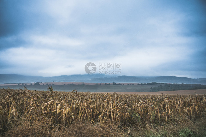 玉米田山地和本底的山图片