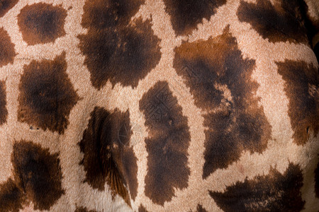 背景或背景的长颈鹿纹理Giraffacamelopardalisreticulata背景图片