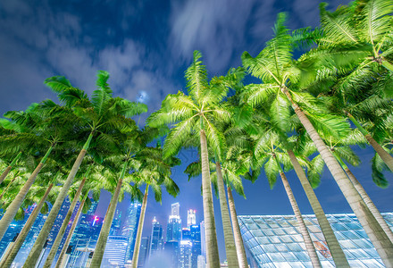 新加坡夜间棕榈树图片