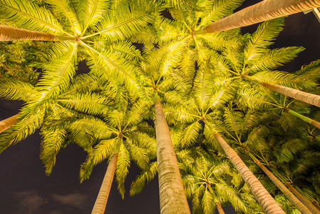 日落时分的棕榈树图片