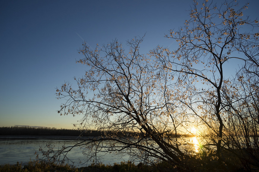 夕阳下的柳枝和蓬松的柳絮图片